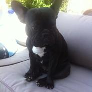 Fransk bulldog Abaldcans Le Bell