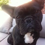 Fransk bulldog Abaldcans Le Bell