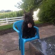 Fransk bulldog Abaldcans Le Bell