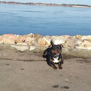 Staffordshire bull terrier Shirley 