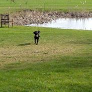 Field Trial Cockerspaniel Milli