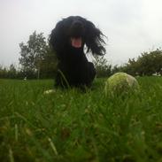 Field Trial Cockerspaniel Milli