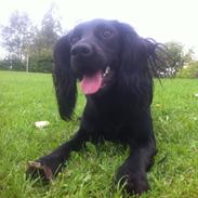 Field Trial Cockerspaniel Milli