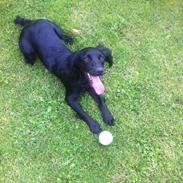 Field Trial Cockerspaniel Milli