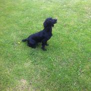 Field Trial Cockerspaniel Milli