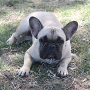 Fransk bulldog Chanel ( Lille )