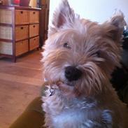 West highland white terrier Oskar