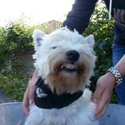 West highland white terrier Oskar