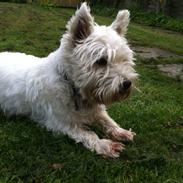 West highland white terrier Oskar
