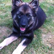 Finsk lapphund Pippi