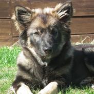 Finsk lapphund Pippi