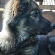 Finsk lapphund Pippi