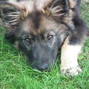 Finsk lapphund Pippi