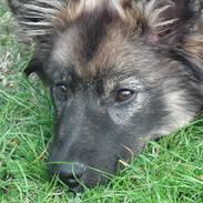 Finsk lapphund Pippi