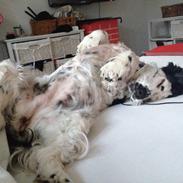 Cocker spaniel Tilde