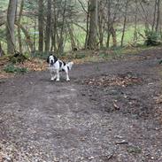 Cocker spaniel Tilde