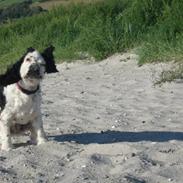 Cocker spaniel Tilde