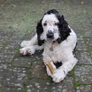 Cocker spaniel Tilde