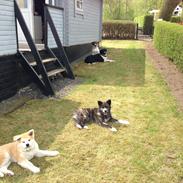 Akita inu Reiko (Akita-inu.dk) DK-Tika