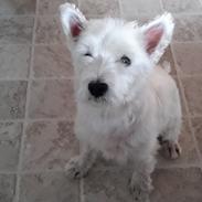 West highland white terrier simba