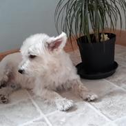 West highland white terrier simba