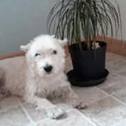 West highland white terrier simba