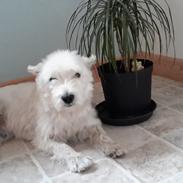 West highland white terrier simba