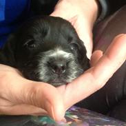 Cocker spaniel Louis