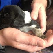 Cocker spaniel Louis