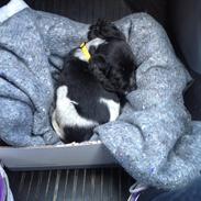 Cocker spaniel Louis