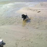 Cocker spaniel Louis