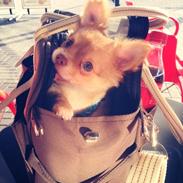 Chihuahua Fluffy Cute As A Teddy Bear /zako/