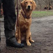 Golden retriever Rigmor