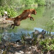 Golden retriever Rigmor