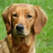 Golden retriever Rigmor