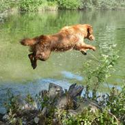 Golden retriever Rigmor