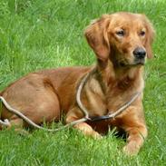 Golden retriever Rigmor