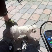 Malteser balou
