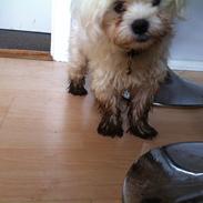 Malteser balou