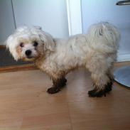 Malteser balou