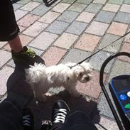 Malteser balou