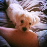 Malteser balou