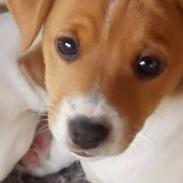 Dansk svensk gaardhund Fie