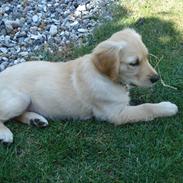 Golden retriever Maggie