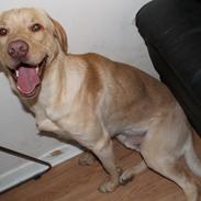 Blanding af racer Jason