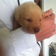 Blanding af racer Jason