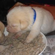 Blanding af racer Jason