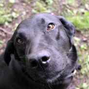 Labrador retriever Zorro