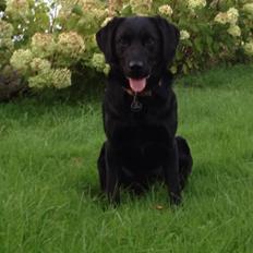Labrador retriever Otto Albertsen