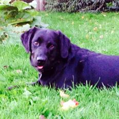 Labrador retriever Otto Albertsen